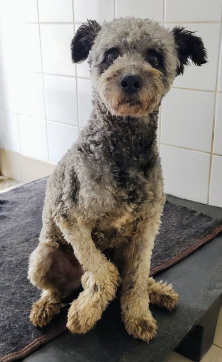 Duduzinho possui pelo cinza com manchas pretas nas orelhas e pescoço, e manchas amareladas nas patas e no focinho. Ele está sentado olhando para câmera.