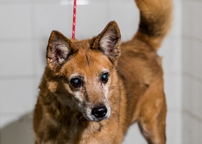 #PraCegoVer: Fotografia do cachorro Duque, sua cor era amarelo e seus olhos pretos. Está em pé.