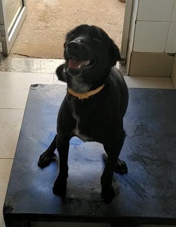 #PraCegoVer: Fotografia do cachorro Ébano, ele é um filhote de cor preta.