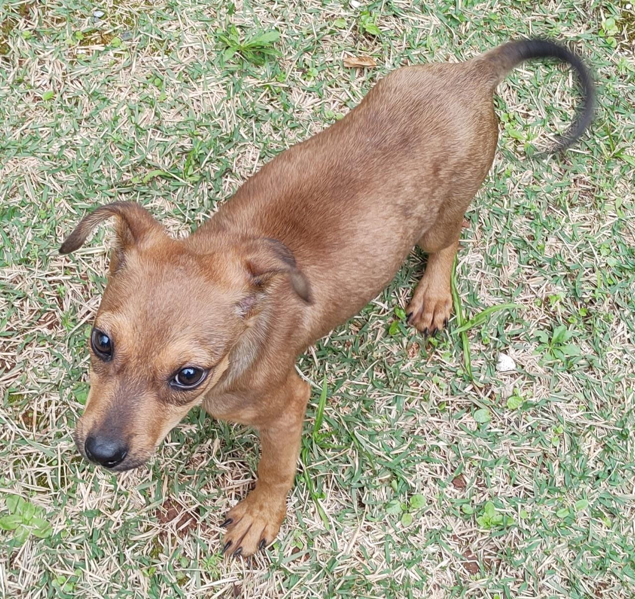 Elis tem pelo marrom e está ao ar livre. Ela está olhando fixamente para câmera.