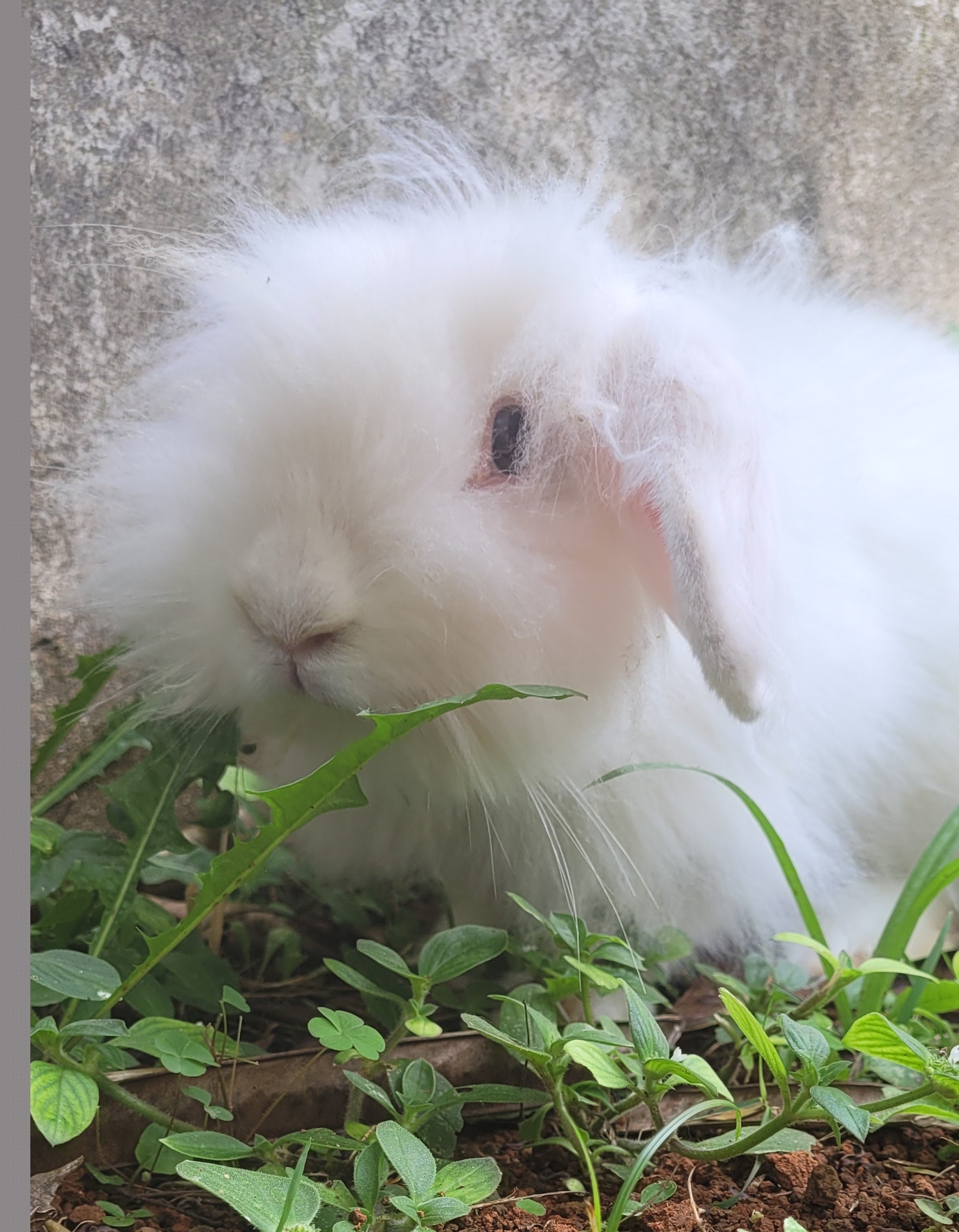 Marquinhos possui pelo branco e olhos azuis. Ele está deitado e na sua frente tem algumas plantas.