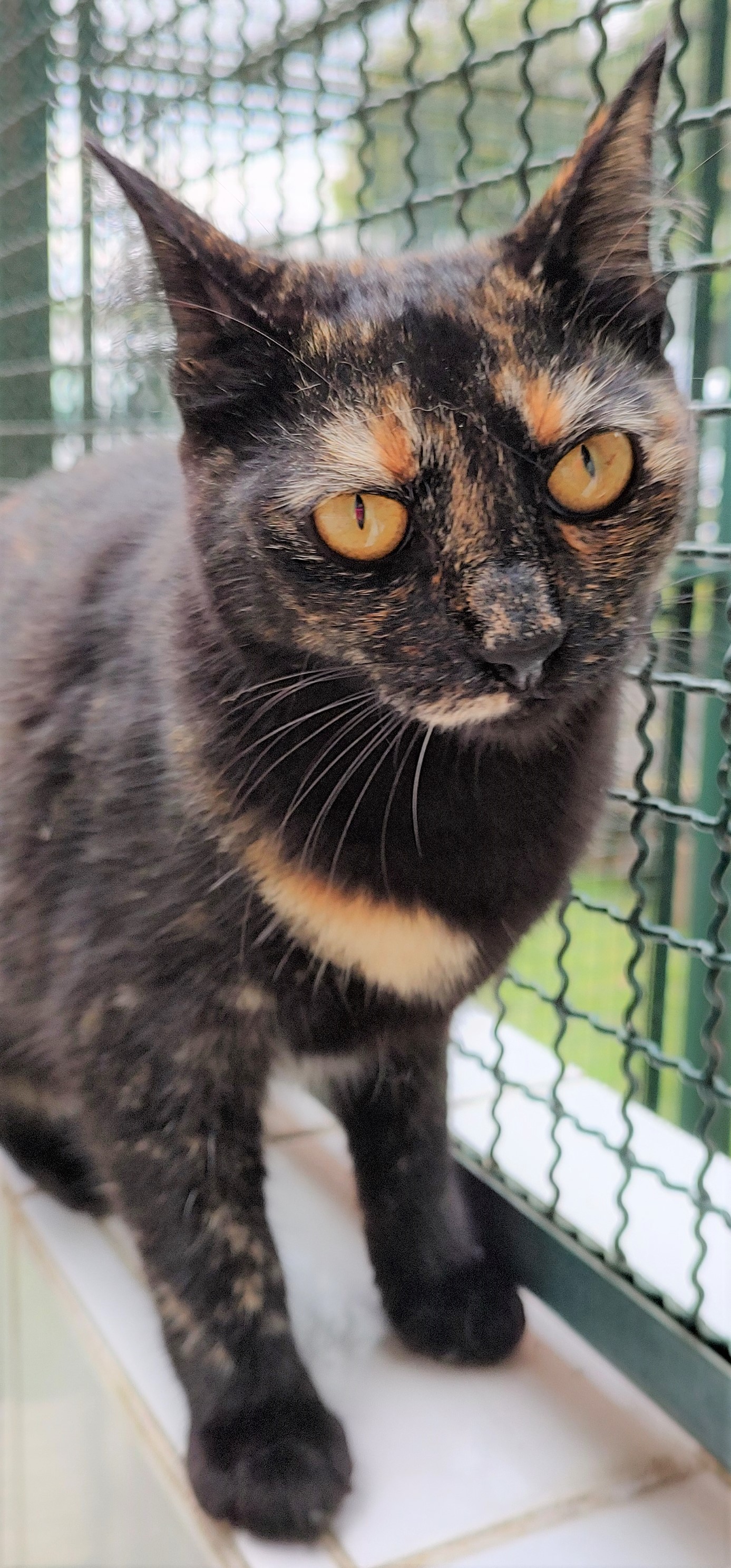 Fifi tem pelo preto com manchinhas marrons e olhos verdes.