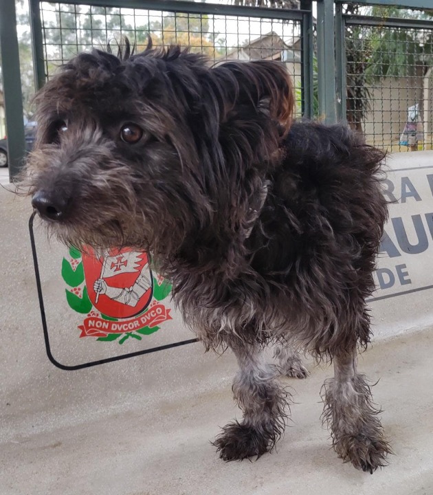  Fefê possui pelo preto com manchas brancas nas patas e olhos marrons. Ele está em pé.