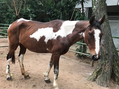 #PraCegoVer: Fotografia da égua Feiticeira, suas cores são marrom e branco.