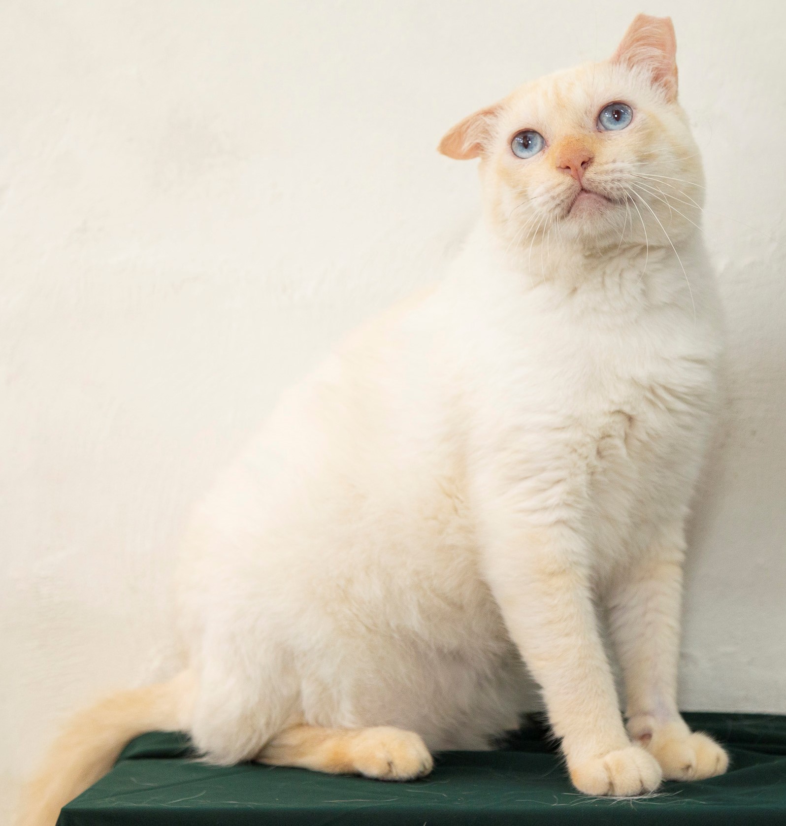 Félix tem o pelo branco pelo corpo e patas loiras, seus olhos são azuis. Ele está sentado em frente a uma parede branca.