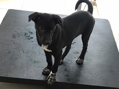 #PraCegoVer: Fotografia do cachorro Fico, ele é de cor preto e está olhando para o lado.