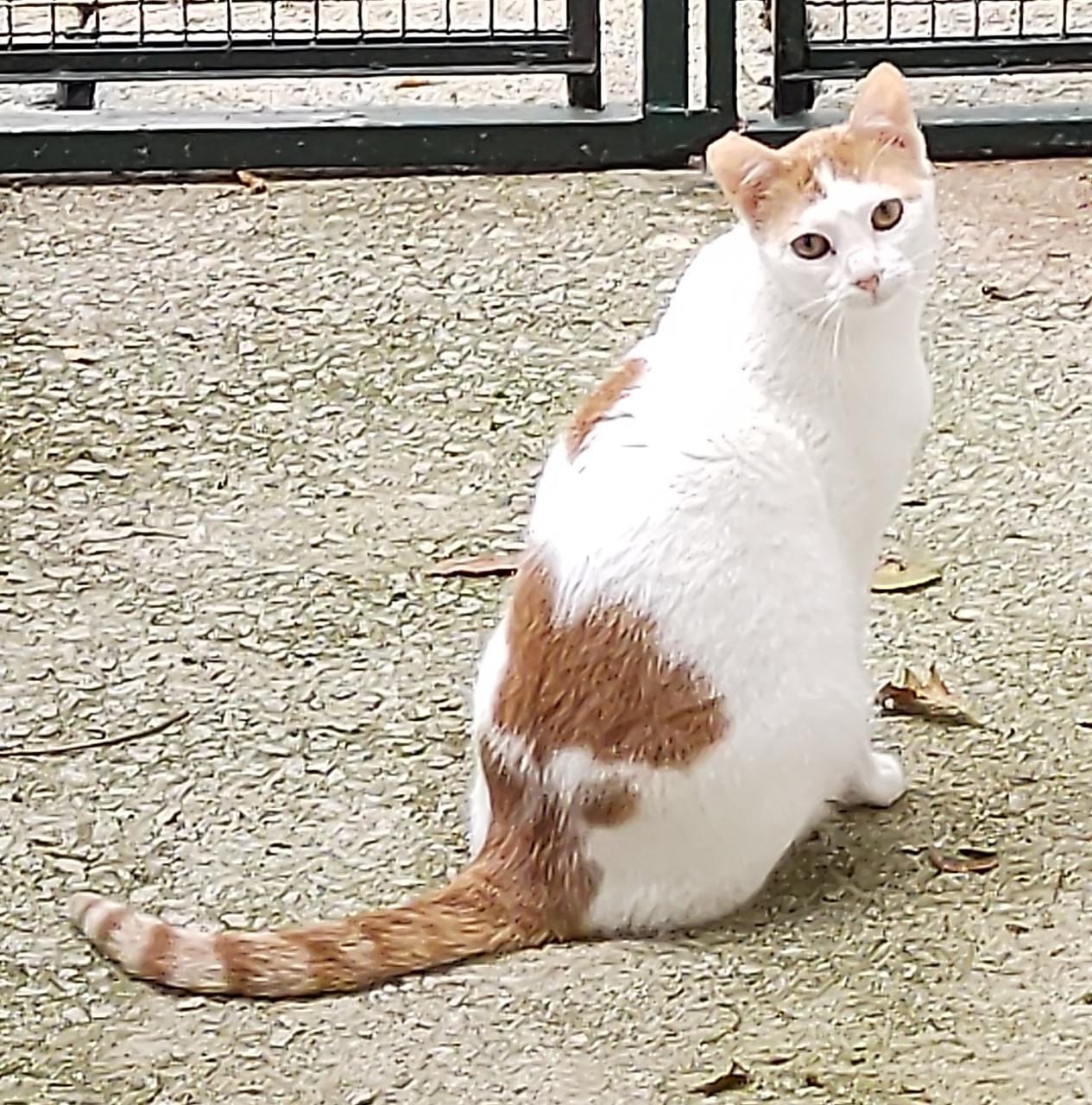 Floky possui pelo branco com manchas marrom claro na região das orelhas, do tronco e da cauda. Ele está sentado olhando para câmera.