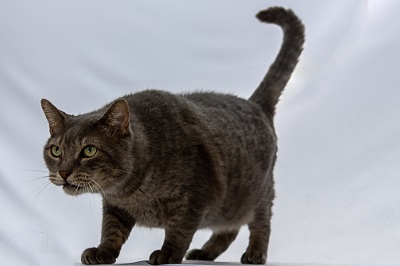 #PraCegoVer: Fotografia do gato Gatão, ele tem as cores cinza e os olhos verdes.