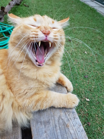 #PraCegoVer: Fotografia do gato Gelbi. Ela é de cor amarelo e na imagem está de olhos fechados