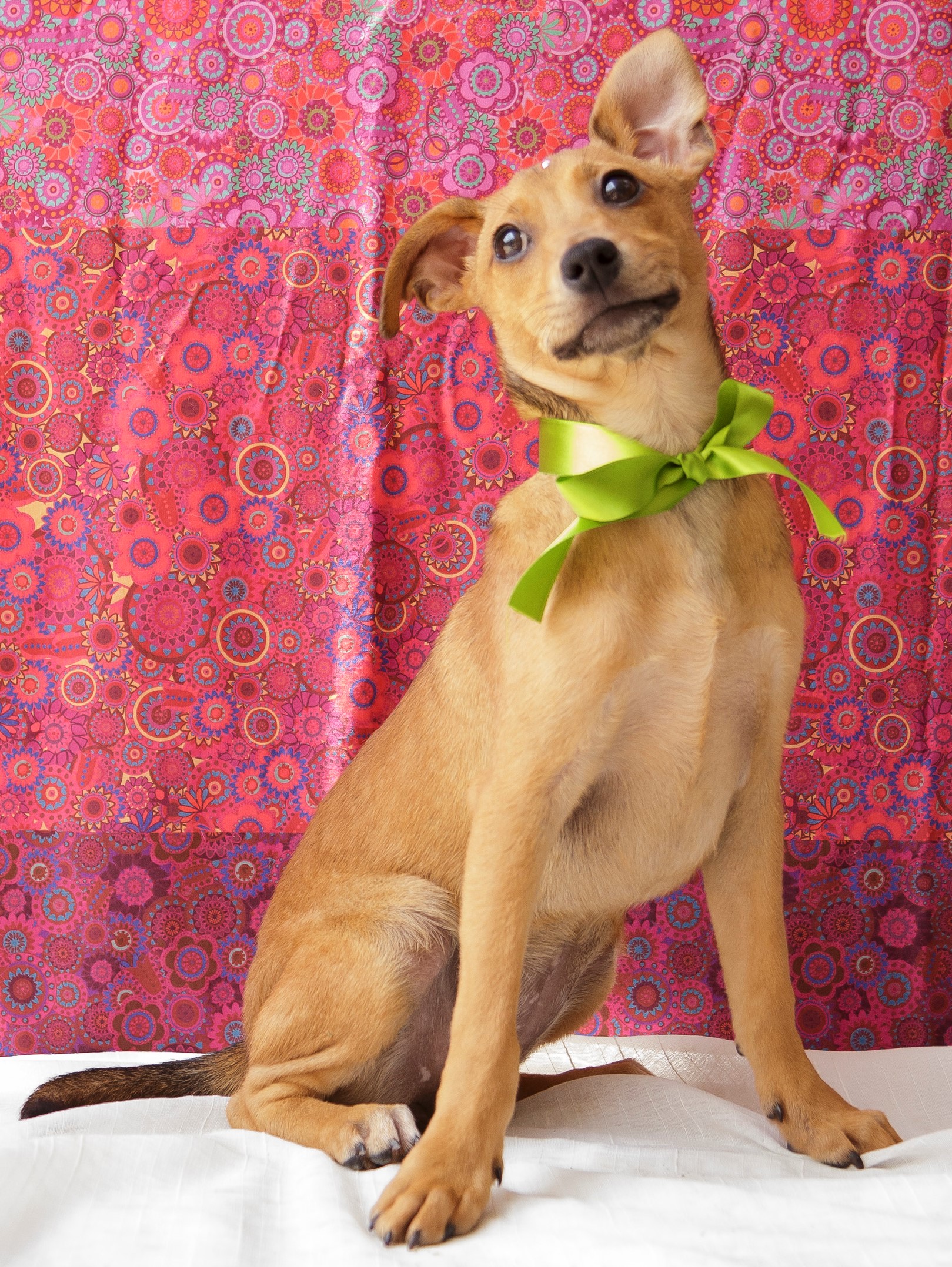 Gisele tem pelo marrom claro e suas orelhas são pontudas. Está a frente de uma cortina colorida e sentada em  um lençol.