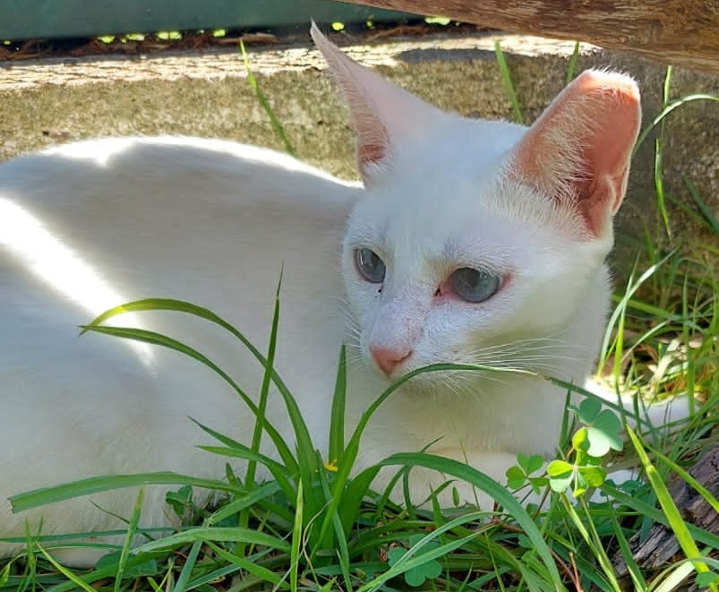 Glória está deitada na grama, tem pelos branco e olhos azuis