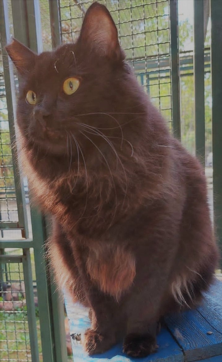 Gordon possui pelo preto. Ele tem olhos amarelos e está sentado em uma madeira azul.