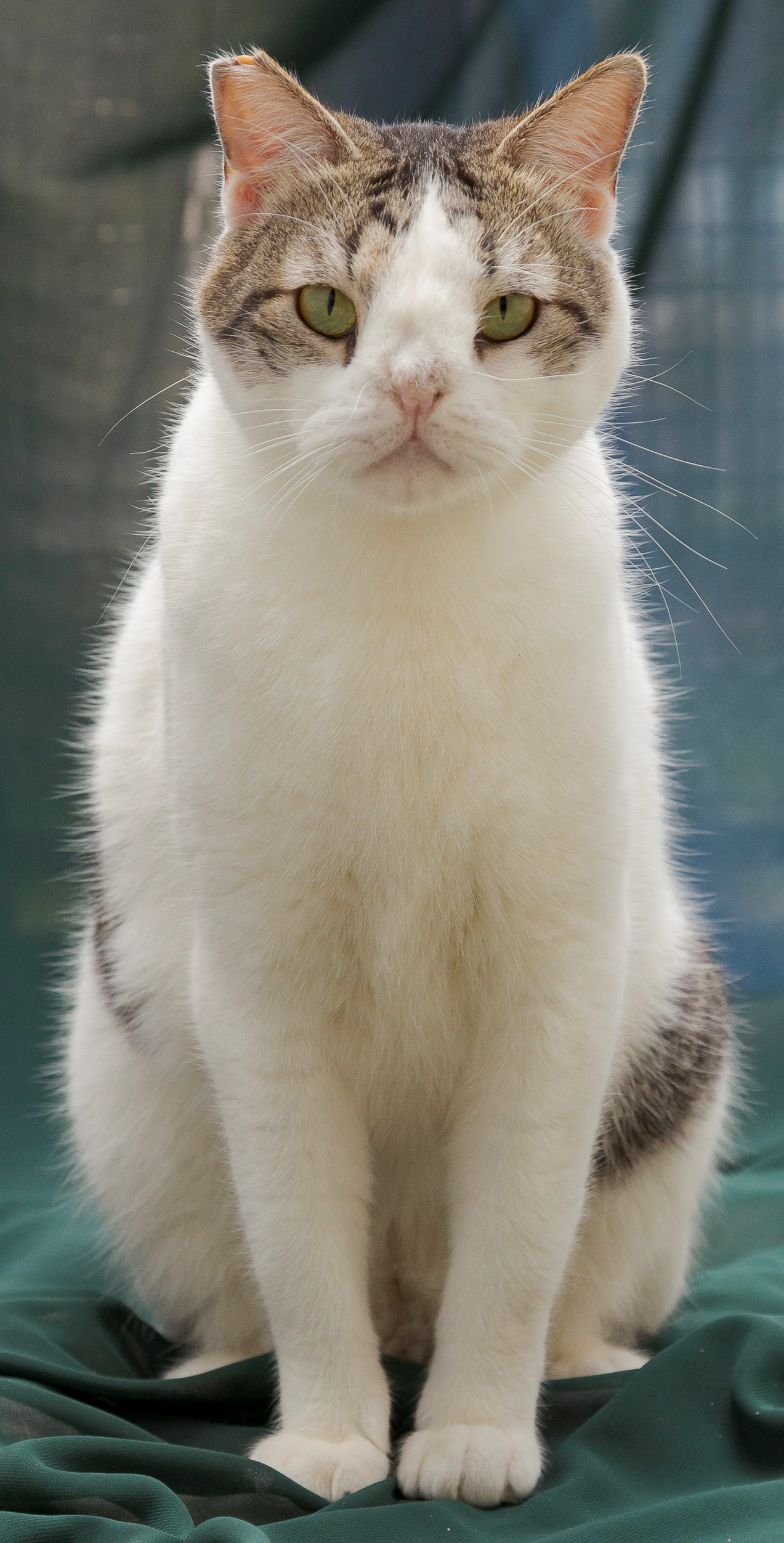 #PraCegoVer: Fotografia do gato Harry, ele tem as cores branco e cinza, seus olhos são verdes. Ele está sentado em cima de pano verde.