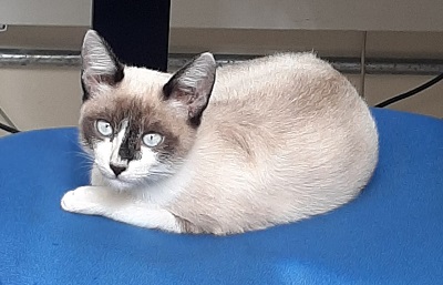 #PraCegoVer: Fotografia do gato Heitor, ele está sentado em cima de uma cama azul. Seus olhos são verdes e suas cores cinza e branco.