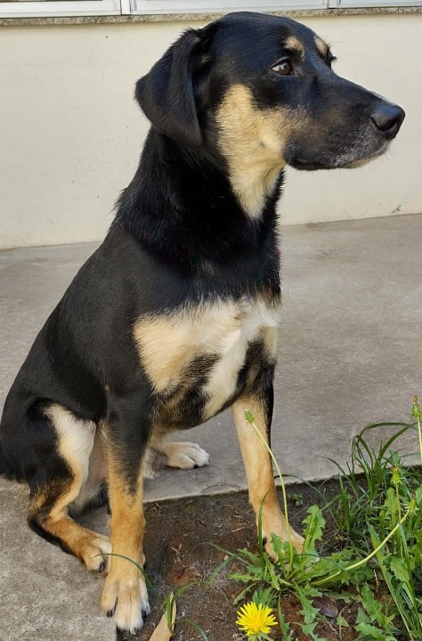 Hendrix possui pelo preto com manchas caramelo no pescoço, pernas e peito. Ele está sentado num concreto com algumas plantas na sua frente.