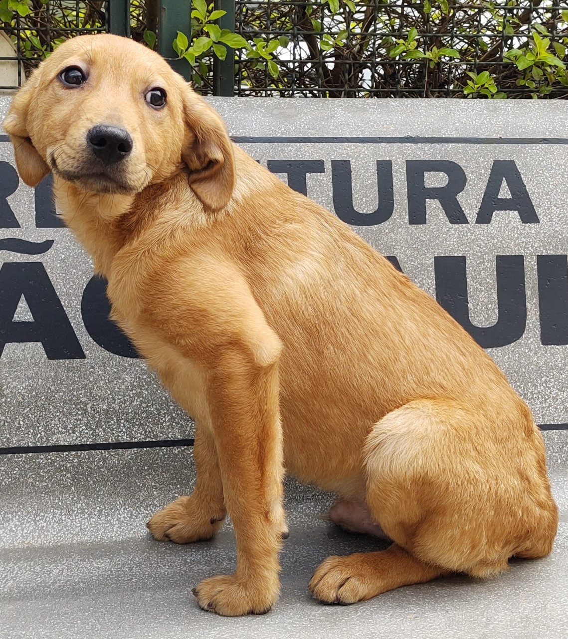 Herchovitch possui pelo caramelo com uma mancha marrom claro no pescoço. Ele está sentado.