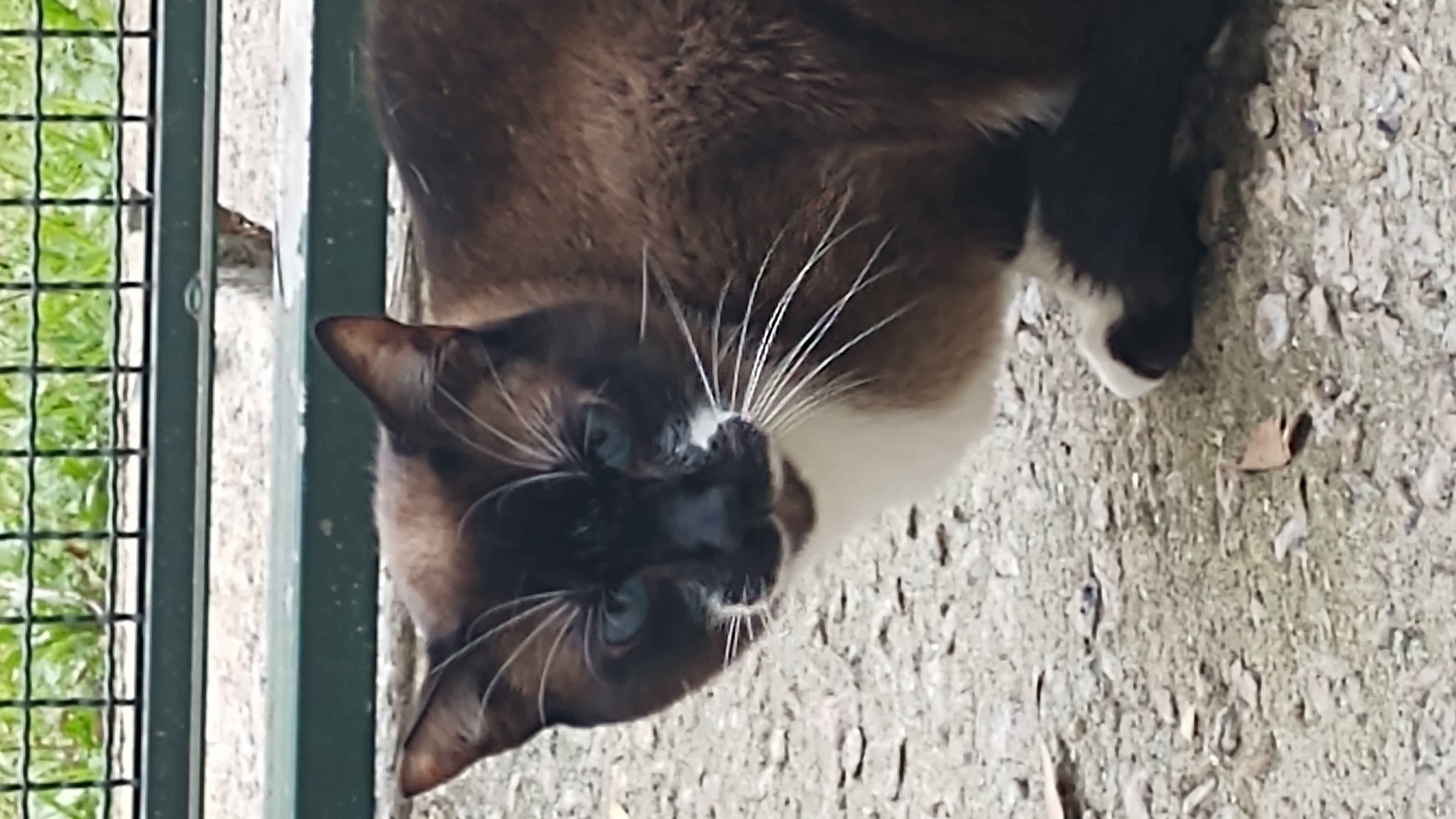 Hugo tem olhos azuis, suas costas tem pelo marrom escuro mas sua barriga é da cor branca. Ele está sentado olhando em direção a câmera