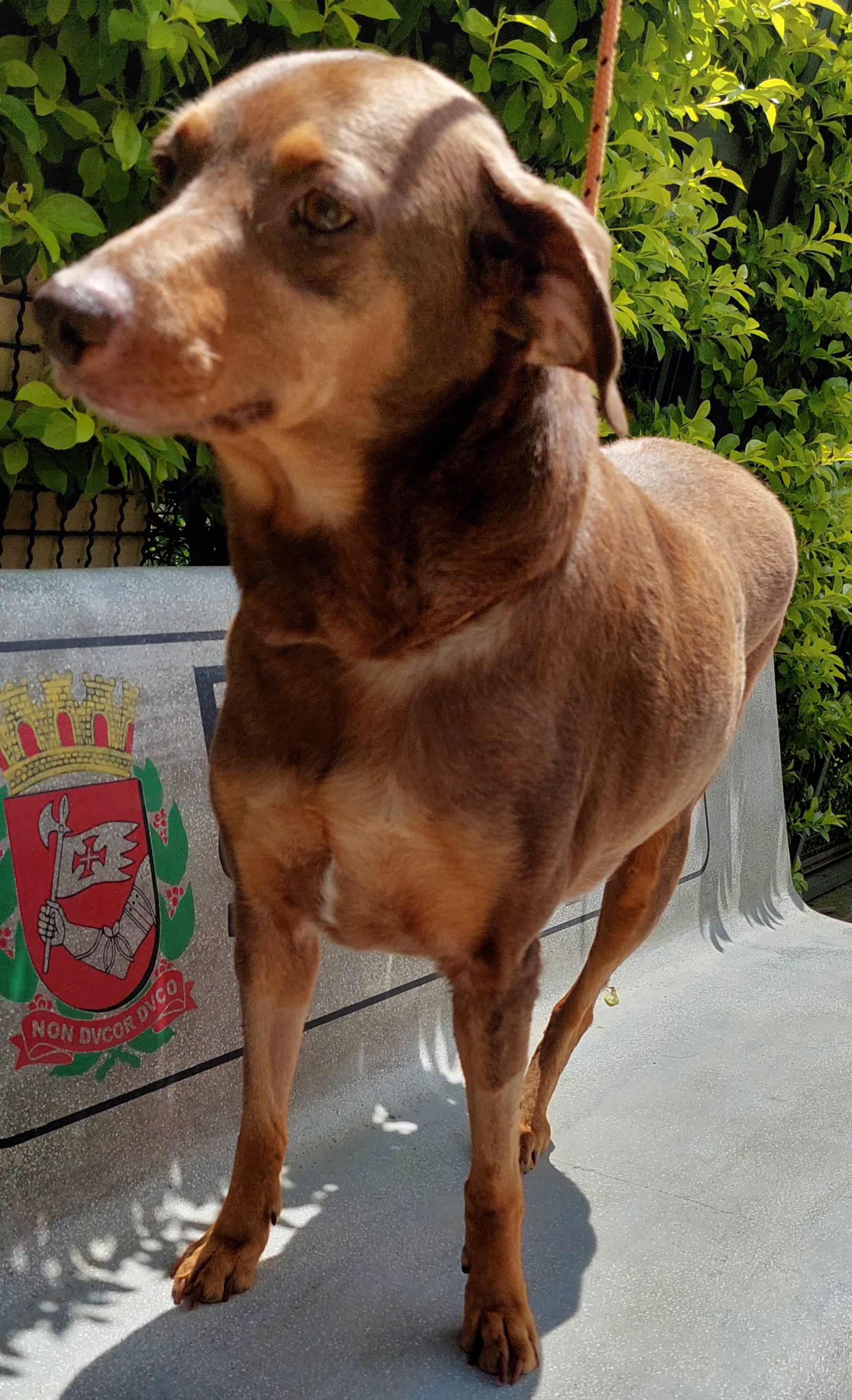 Igor é magro e tem pelo marrom, está de pé em cima de um banco de concreto