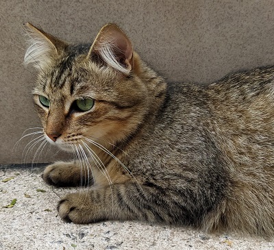 #PraCegoVer: Fotografia da gata Isabelita, ela é de cor cinza e tem os olhos verdes