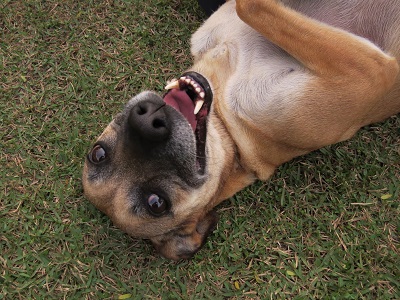 #PraCegoVer: Fotografia da cachorra Jamili, suas cores são marrom e amarelo. Ela está com a barriga para cima.