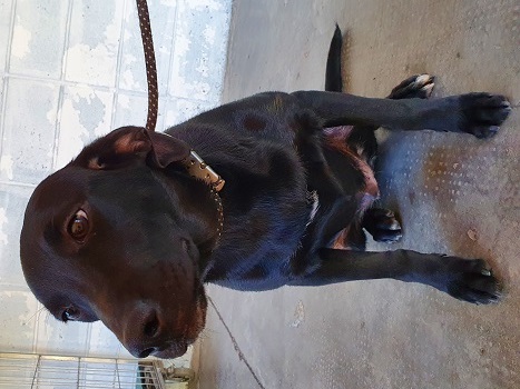 #PraCegoVer: Fotografia do cachorro João, ele está agachado olhando para a câmera. Sua cor é preto