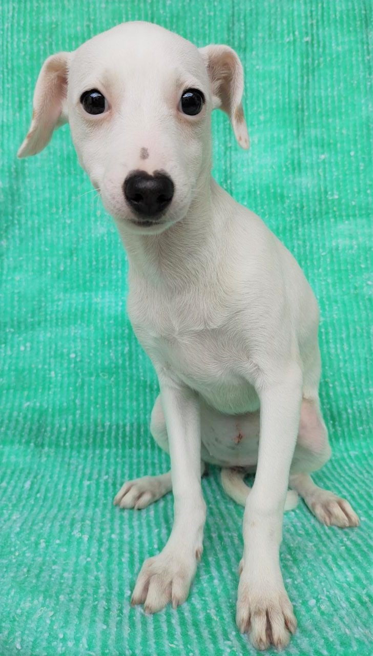 Jade possui pelo branco. Ela está sentada em um pano da cor verde olhando para câmera.