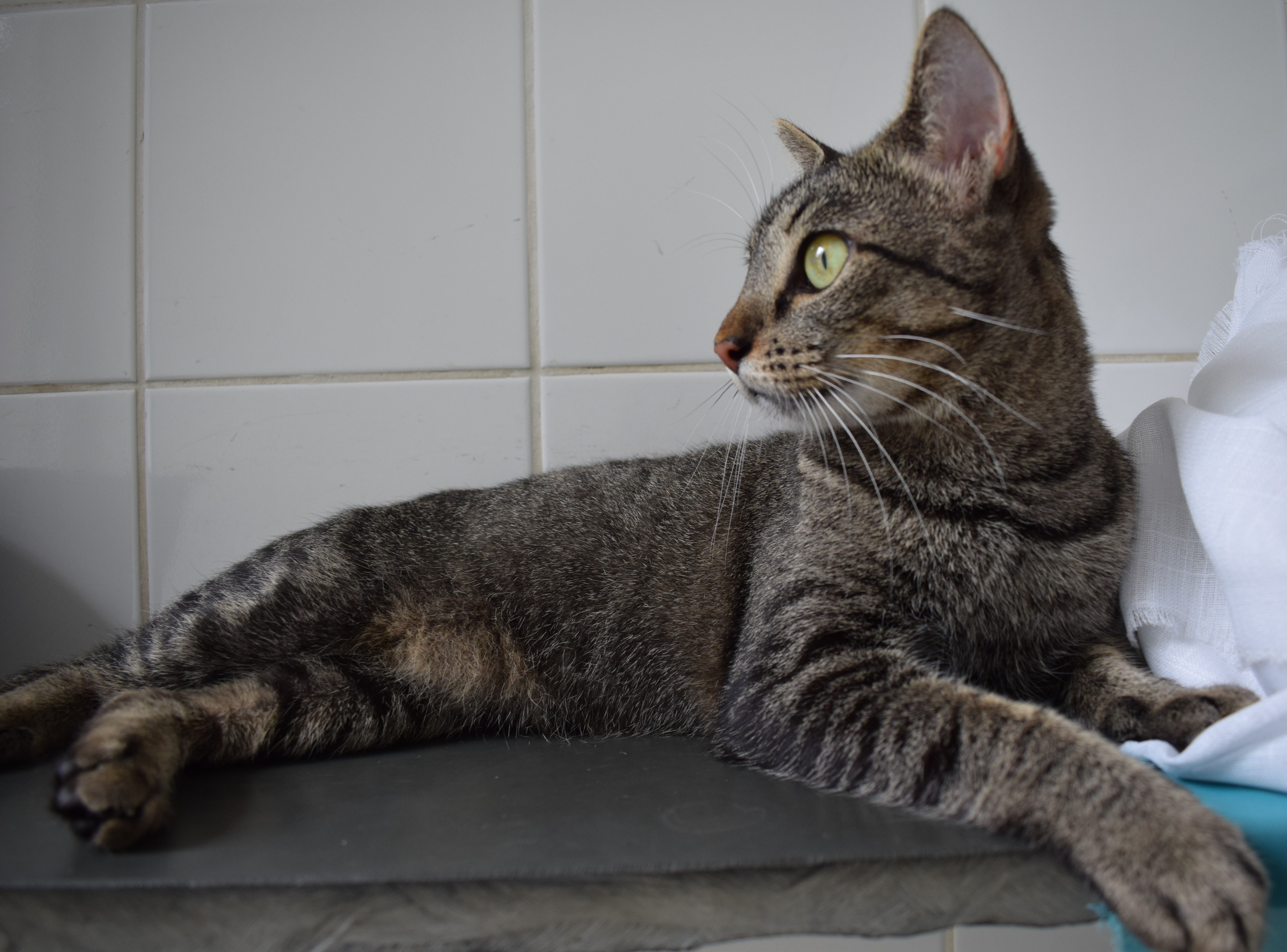 Jasmim está deitada em cima de uma mesa, ela tem olhos verdes e o pelo listrado com as cores marrom e preto