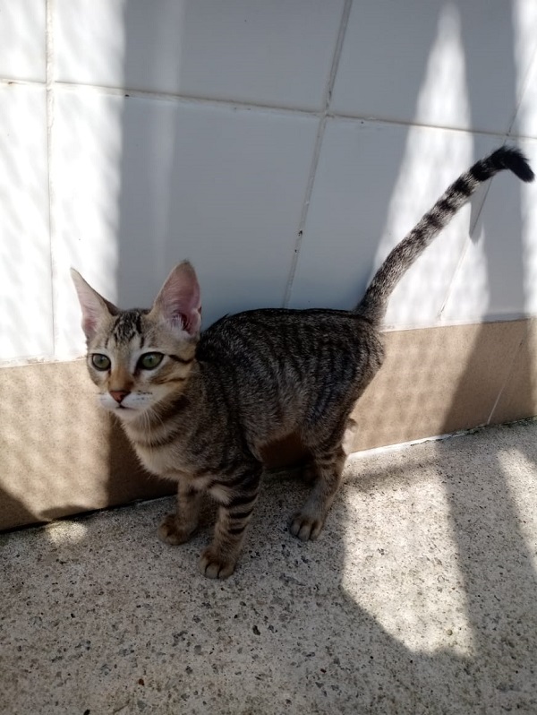 #PraCegoVer: Fotografia do gato Jim, ele tem as cores branco e cinza, está olhando para a câmera, seus olhos são verdes.