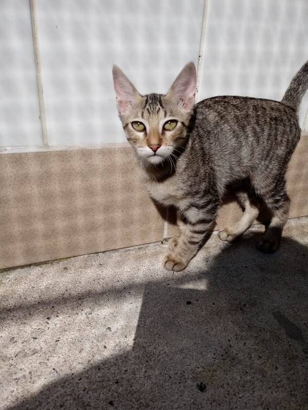 #PraCegoVer: Fotografia do gato Joe, ele tem as cores cinza e marrom, seus olhos são verdes. Está olhando fixadamente para a câmera.