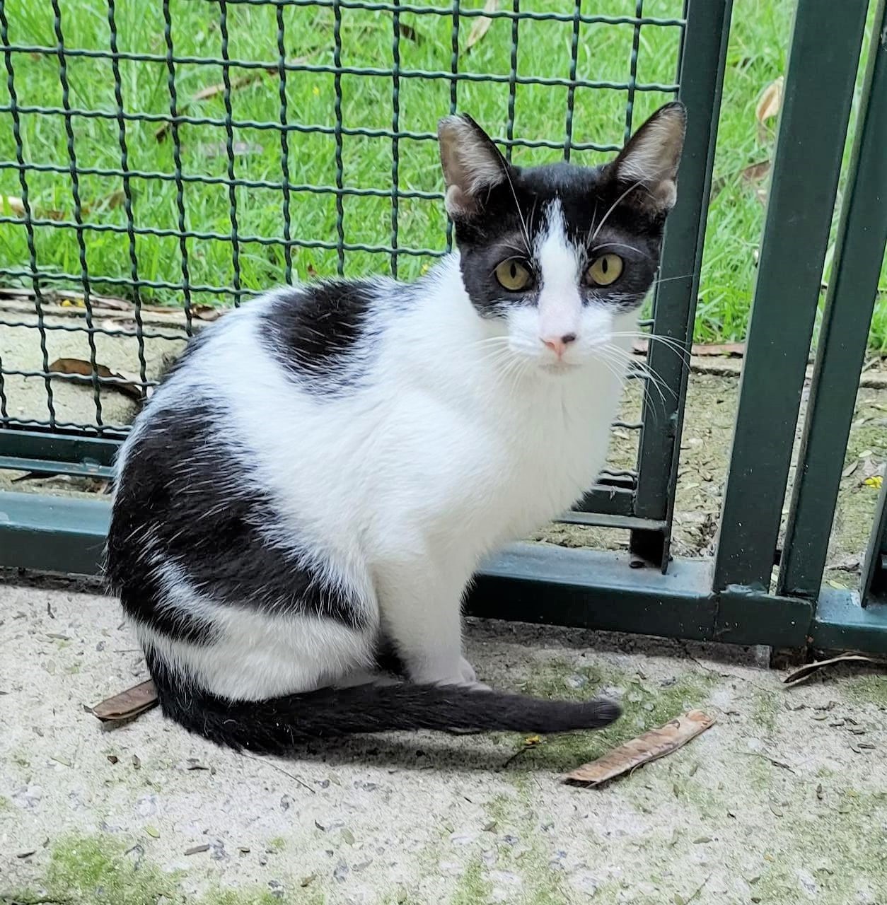 Jolie possui pelo branco com manchas pretas na cabeça, tronco e cauda. Ela está sentada olhando para câmera.