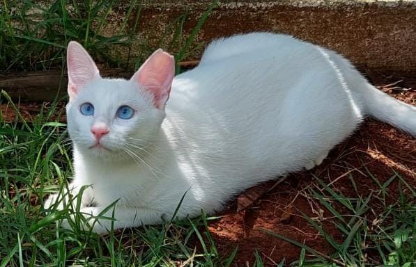 Justina tem olhos azuis, pelos brancos e seu focinho e orelha são rosas, está deitada em cima da grama