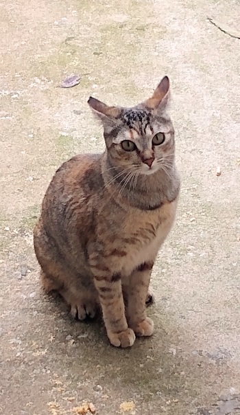 #PraCegoVer: Fotografia da gata Lilian, sua cor é cinza e seus olhos são verdes.