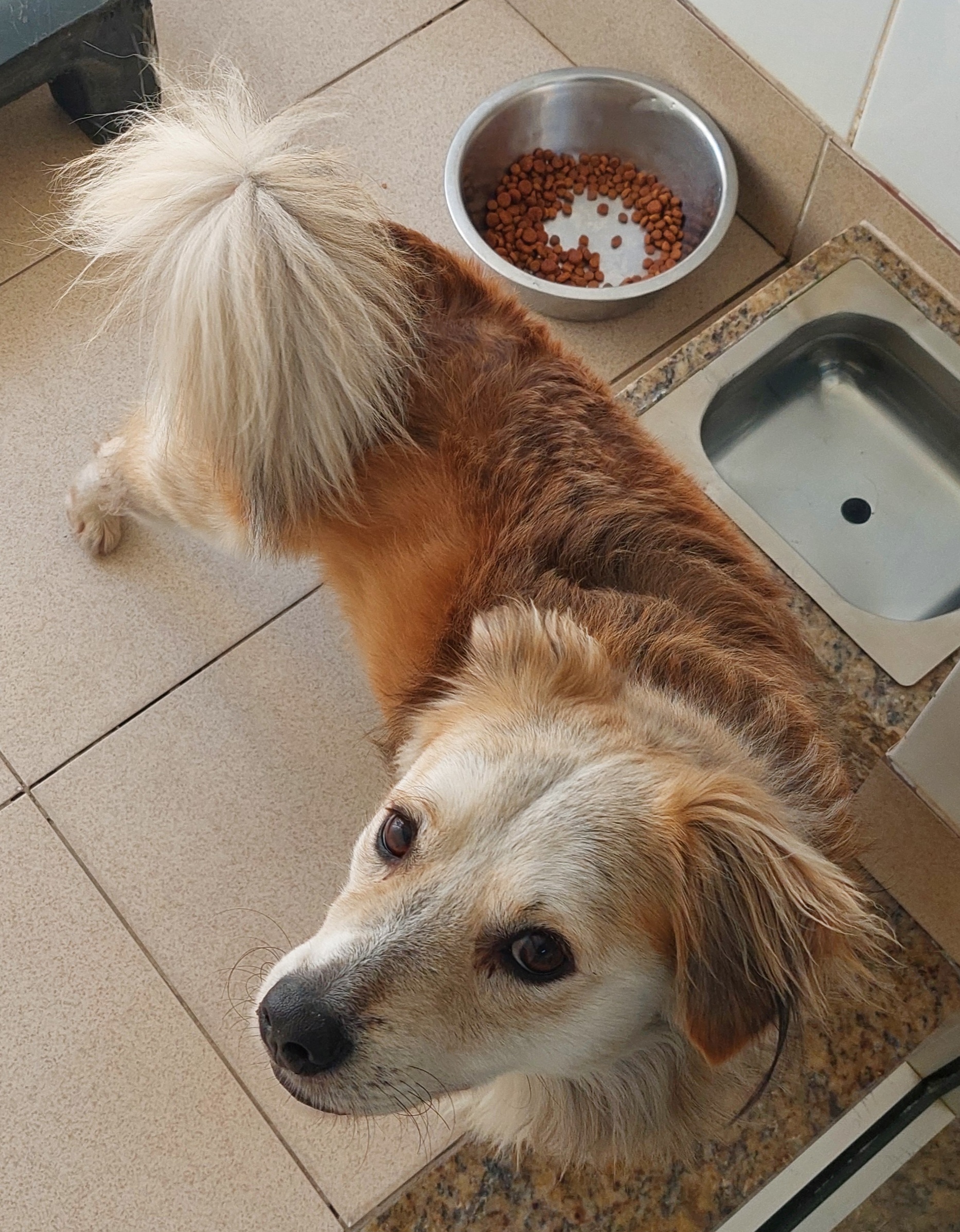 Lasanha está de pé em frente a um pote de ração e olhando para cima. Seu pelo é marrom claro e seus olhos castanhos.