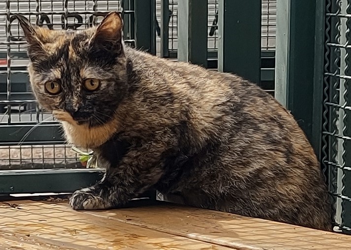 Lea possui pelo rajado nas cores preto e marrom claro. Ela está sentada e possui olhos amarelos.