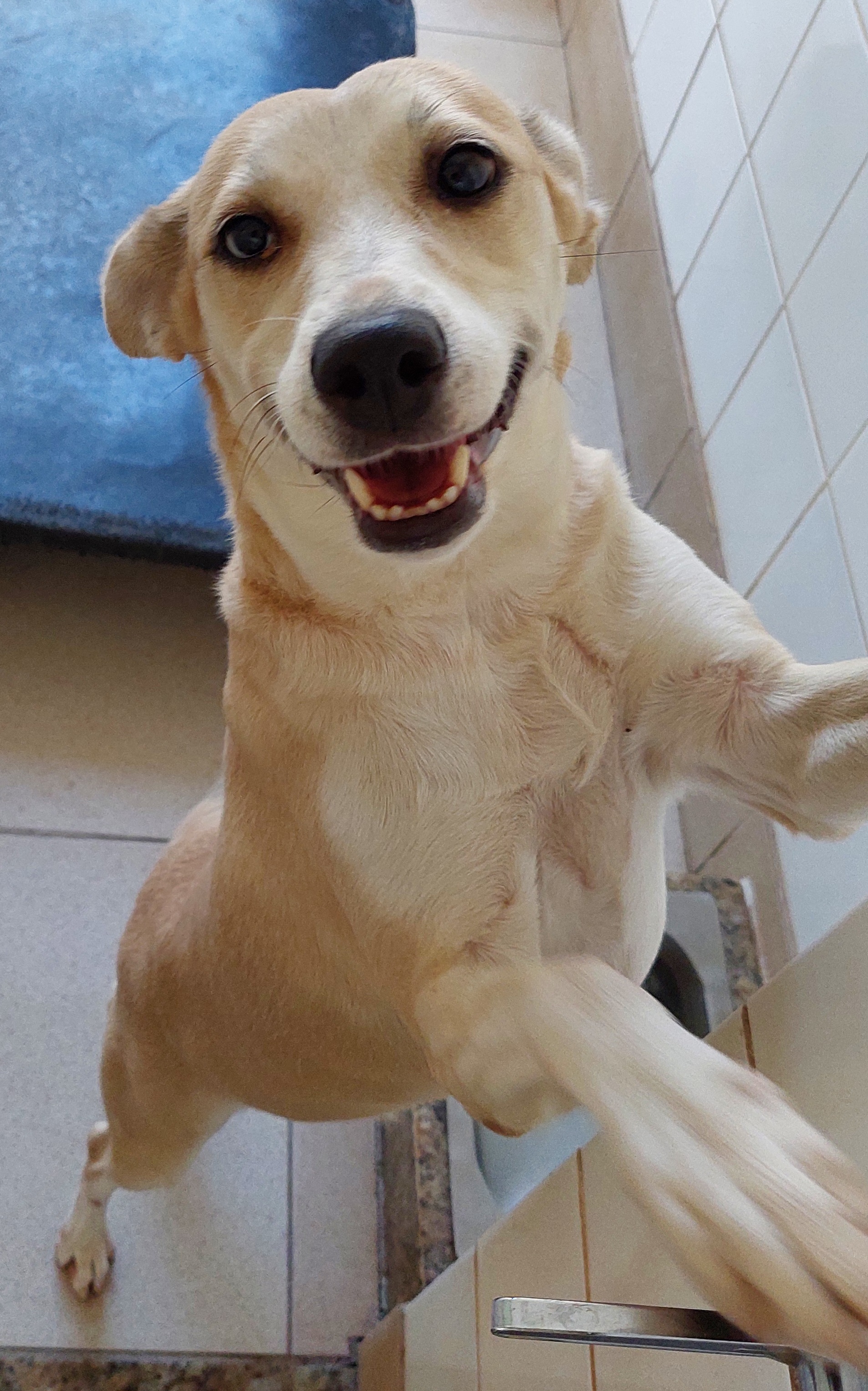 Lindinha está em duas patas se apoiando em uma porta. Seu pelo é loiro claro e seus olhos são escuros.