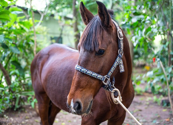 Cavalo de pelagem marrom está ao ar livre. Atrás há algumas plantas