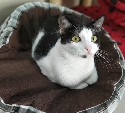 #PraCegoVer: Fotografia da gata Lisa, seus olhos são verdes, suas cores são branco e preto.