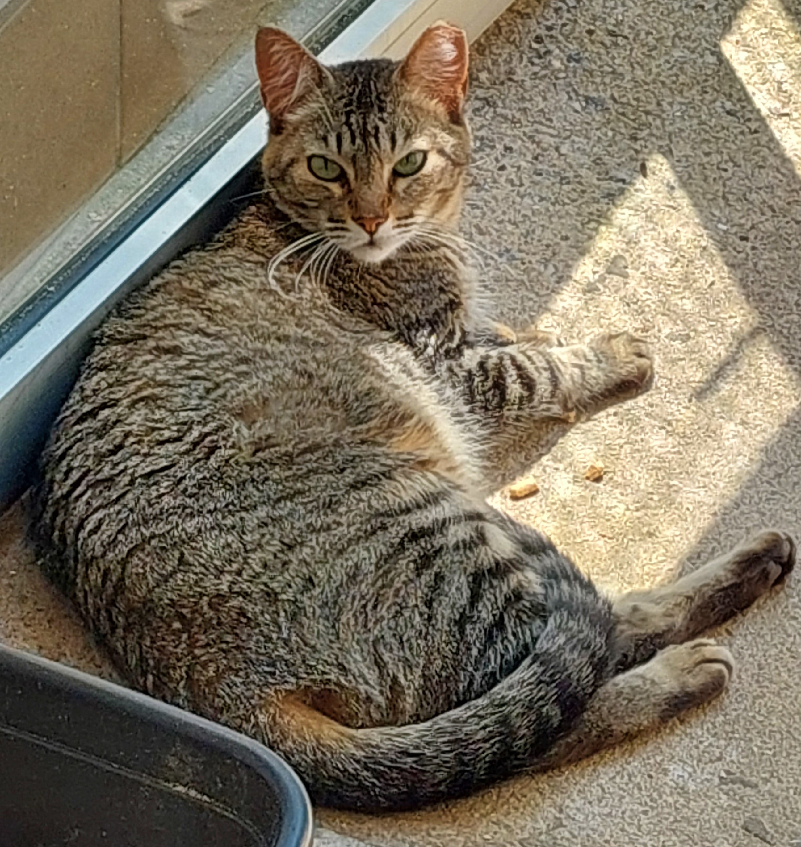 Lisa está deitada no chão. Seus olhos são verdes e seu pelo é castanho claro.