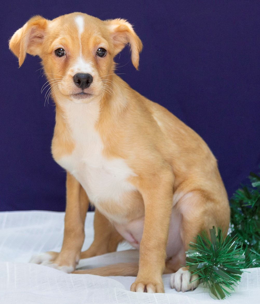 Lisboa é uma filhote de cachorro. Tem pêlo caramelo e branco. Está sentada sobre um tecido branco,ao seu lado, um enfeite natalino. Ao fundo, uma parede azul