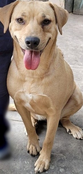 Lita possui pelo caramelo com manchas brancas na região da barriga. Ela está sentada olhando fixamente para câmera com a língua pra fora.