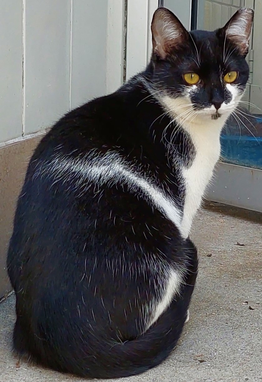 Lolita tem o pelo preto e branco pelo seu corpo, seus olhos são verdes e ela está sentada olhando para cima.