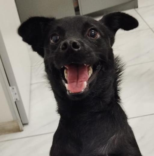 Lolo está sentado e olhando para cima, sua boca está aberta e com a língua pra fora. Ele tem pelo preto e olhos escuros.