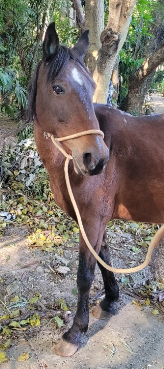 Lua  possui pelo marrom com uma manchinha branca entre os olhos. Atrás dela há algumas árvores.