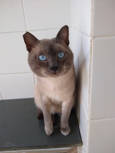 #PraCegoVer: Fotografia do gato Lucas, ele tem a cor marron e os olhos azul