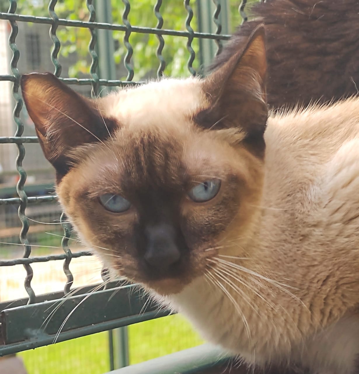 Lucy possui pelo marrom e olhos azuis.