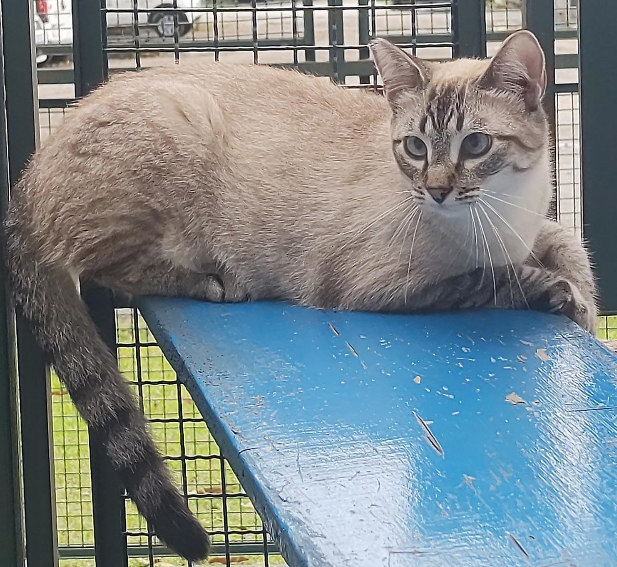 Luff tem pelo marrom claro, com as patinhas e ponta do rabo num tom mais escuro