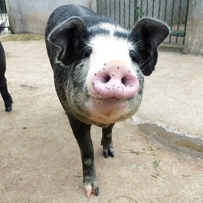 #PraCegoVer; porco de focinho rosado e pelagem preta e branca