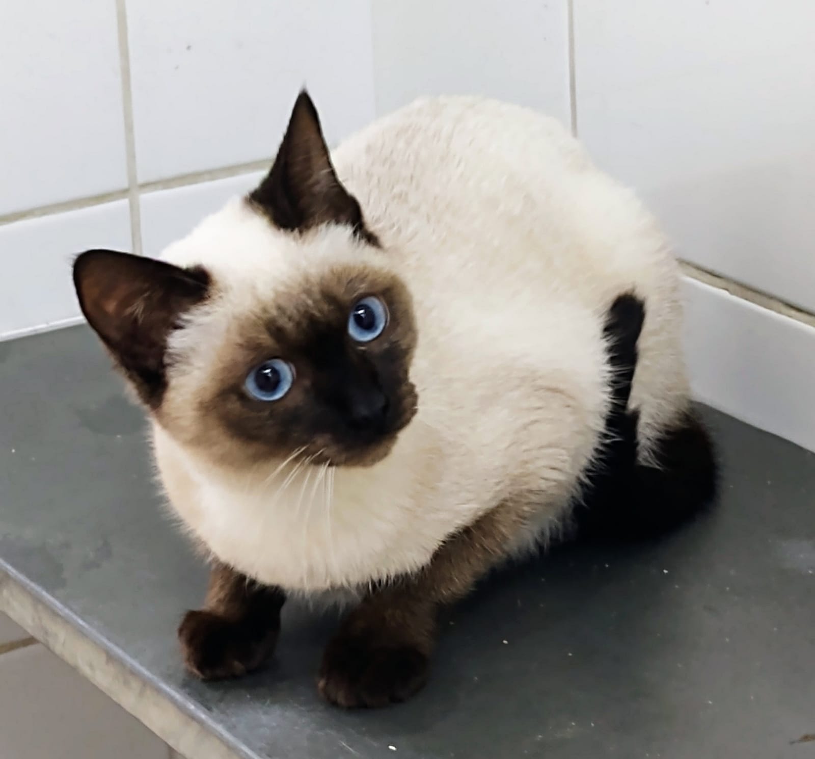 Luke possui pelo branco com manchas marrom escuro na região do focinho, das patas, das orelhas e da cauda. Ele está deitado e possui olhos azuis.