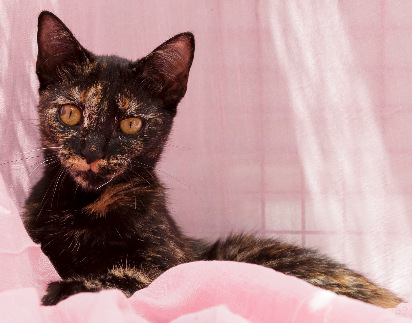 Léia esta deitada em lençóis rosa. Seu pelo é preto com manchas claras e seus olhos são amarelo