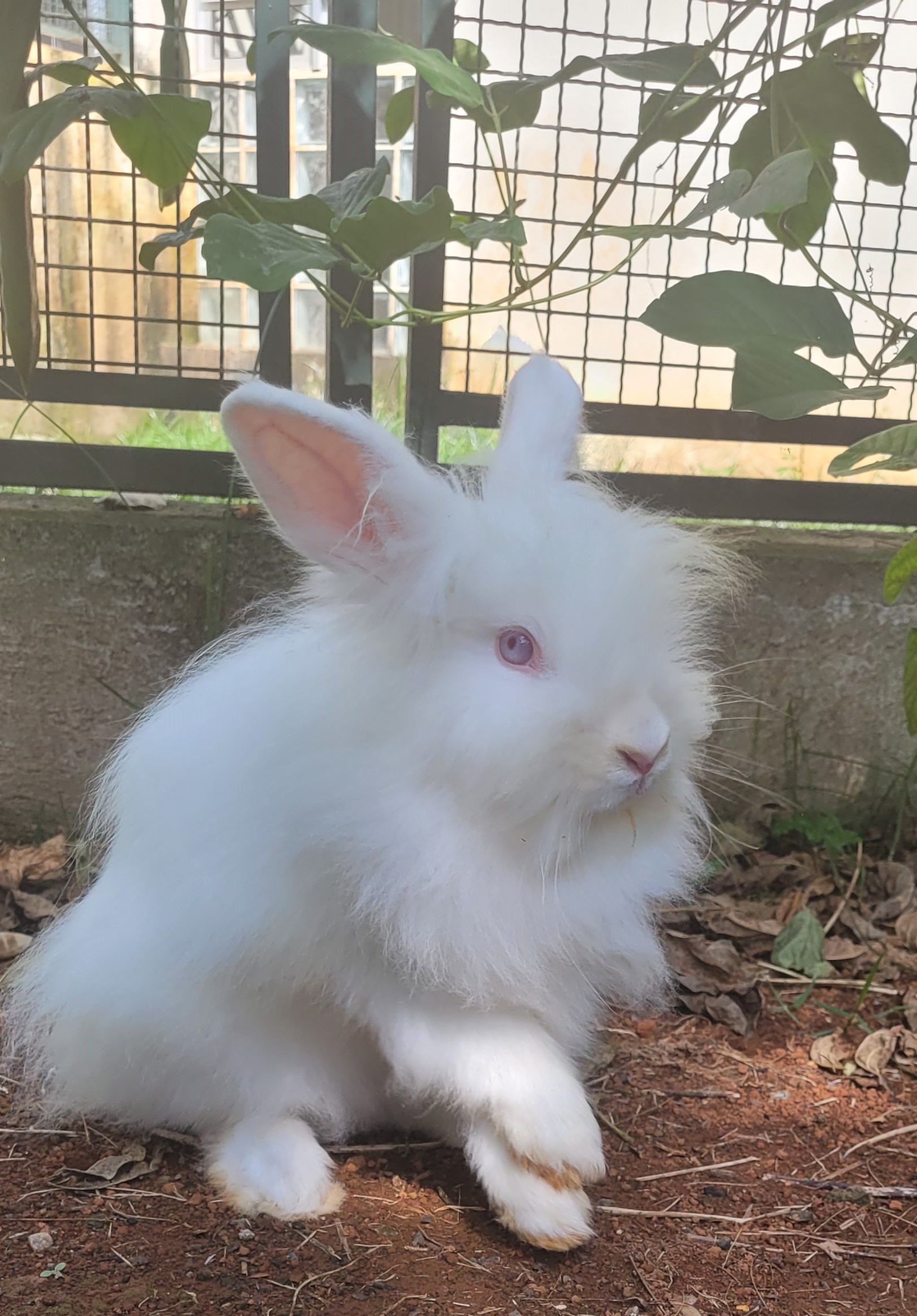 Felpo possui pelo branco e olhos azuis. Ele está sentado na terra.